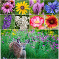 Seed Needs Wildflower Seed Deer Resistant 30,000 2 Ounce Heirloom Bulk Pack by SeedNeeds