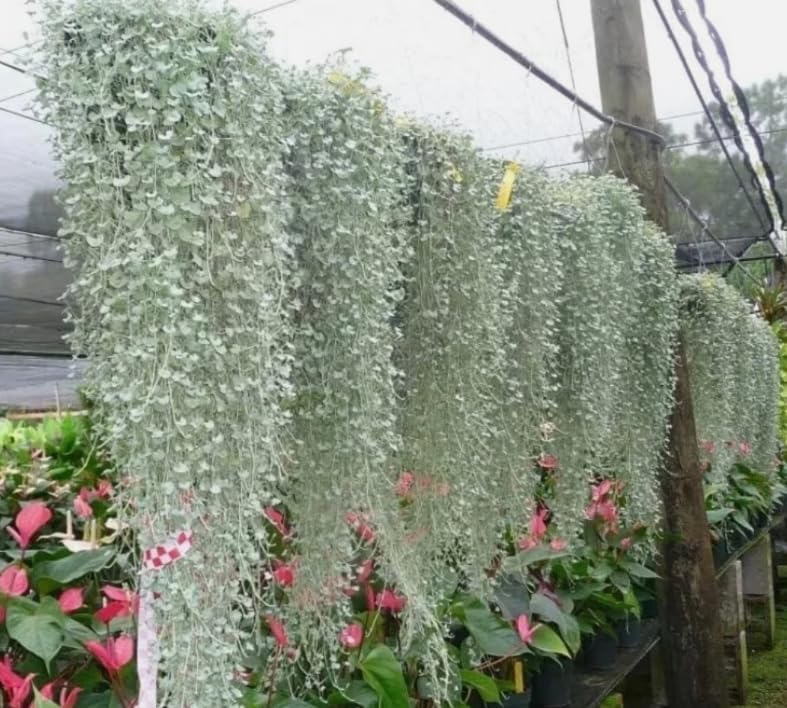 Dichondra Plant, Dichondra Ground Cover Plant for Planting, Ideal Lawn Alternative in Sun or Shady, 4" Pot (Silver Falls Dichondra) - Image 4