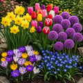 50 Spring Flower Bulbs to Plant, Tulips, Daffodils, Allium, Crocus & Squill by CZGrain