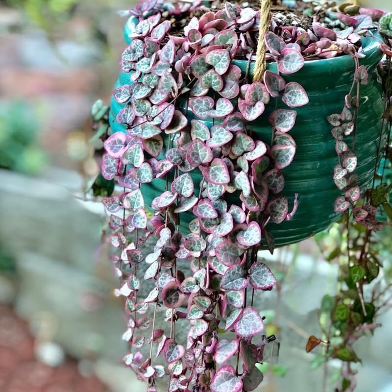 Ceropegia Woodii Variegated String of Hearts Vine Houseplant, 2.5" Pot - Image 3