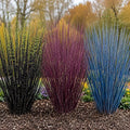 Colorful Willow Bush Cuttings Kit | 15 Live Cutting's for Planting | 5 Blackskin, 5 Purple Continental & 5 Blue Bark Willow Cuttings | Fast Growing Ornamental Shrubs for Landscaping & Privacy by CZGrain