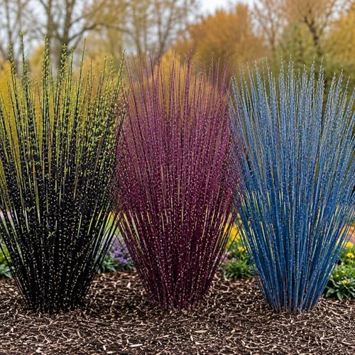 Colorful Willow Bush Cuttings Kit | 15 Live Cutting's for Planting | 5 Blackskin, 5 Purple Continental & 5 Blue Bark Willow Cuttings | Fast Growing Ornamental Shrubs for Landscaping & Privacy by CZGrain