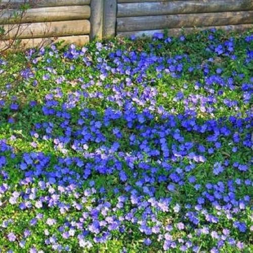 60 Purple Vinca Periwinkle Live Plants, Flowering Plant - Image 5