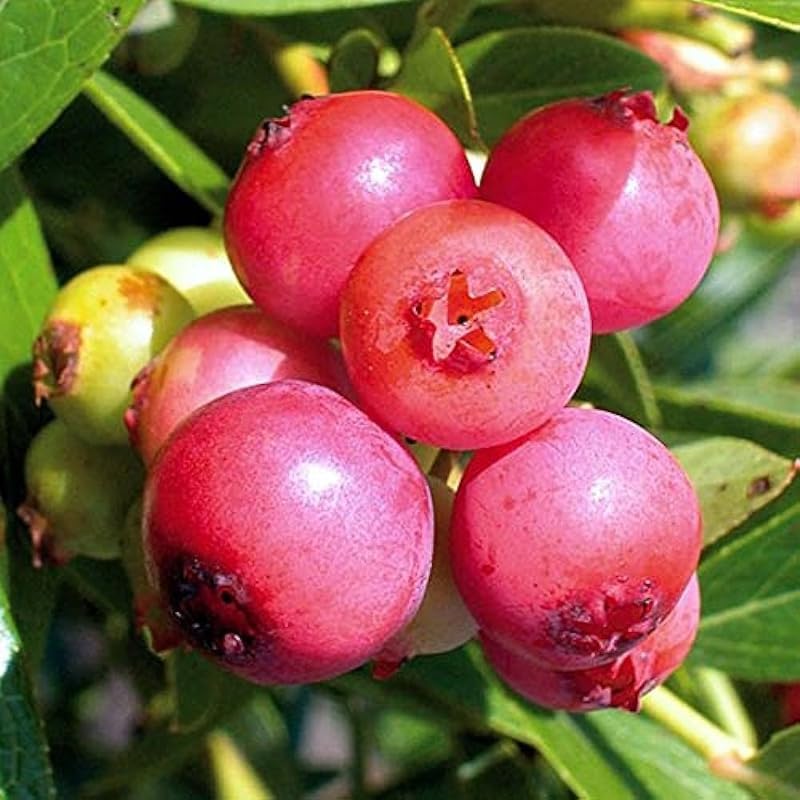 2 Pink Lemonade Blueberry Plants Live, Berry Tree Seedling, 5-10 Inch Tall - Image 5