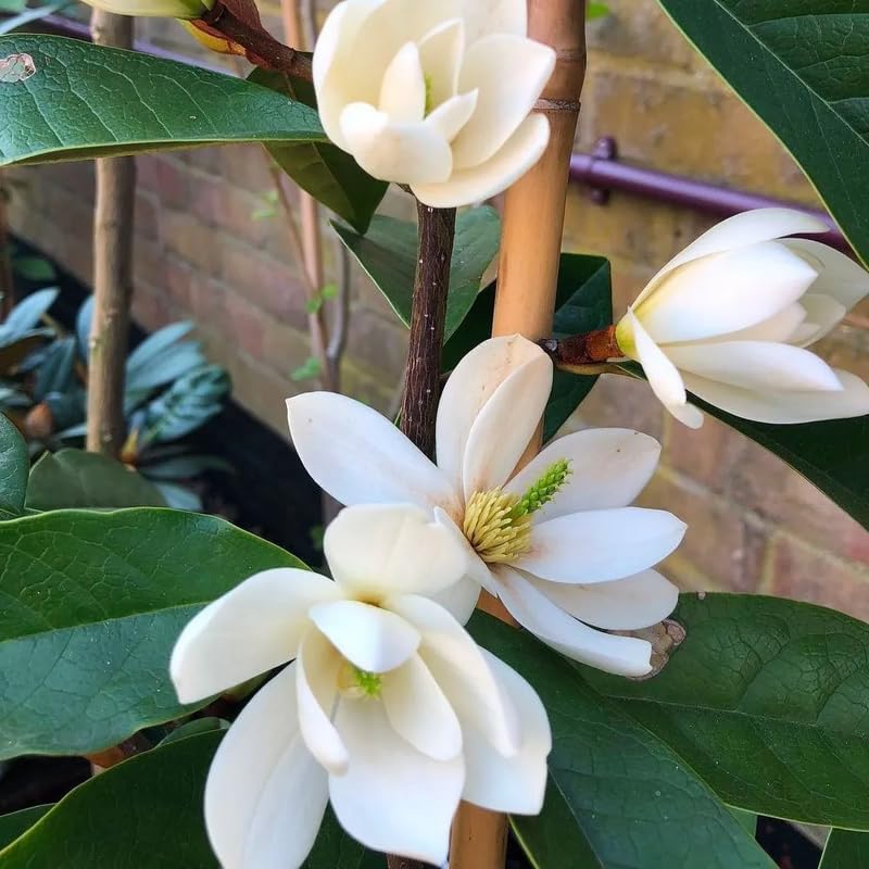 White Magnolia Flower Tree, Hardy Ornamental Flowering Plant, Gallon Pot - Image 7
