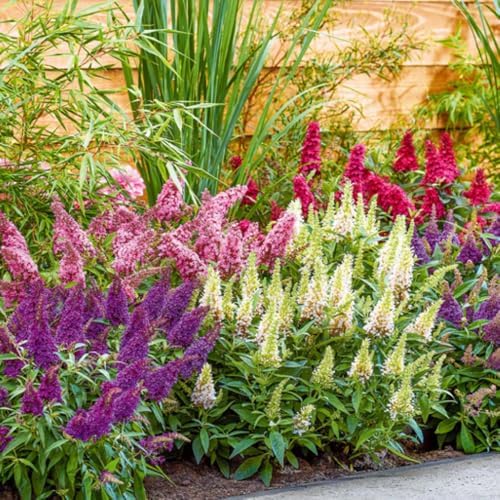 2 Mixed Butterfly Bushes Plants, Perennial Flower Shrub, 4-7'' Tall - Image 2
