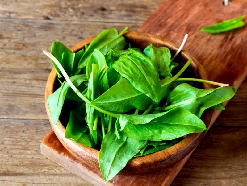 Garden Sorrel 2000+ Seeds for Planting Non-GMO - Image 5