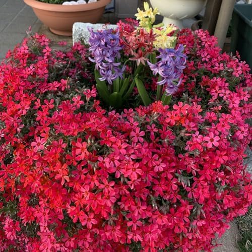 Red Phlox Live Plant, Hardy Ground Cover Perennial, 4-6 Inch Tall - Image 5