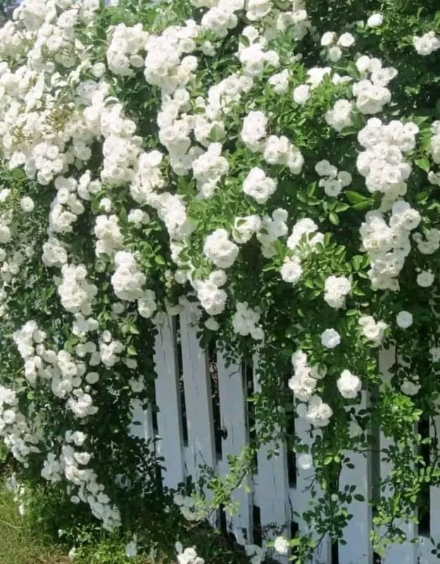 White Climbing Roses Live Plants, Fragrant Starter 5-9" Tall - Image 6
