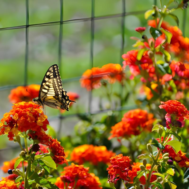 3 Milkweed Plants Live, 4-6 Inch Tall Starter, Essential Pollinator Support Flowering Perennial for Backyard and Garden Rows - Image 5
