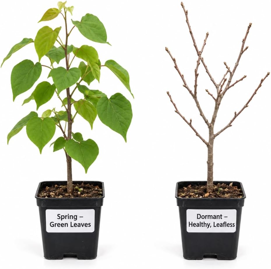 Eastern Redbud Tree Ornamental Red Bud Tree Live Home 1 Year Old, 1 Ft Tall - Image 4