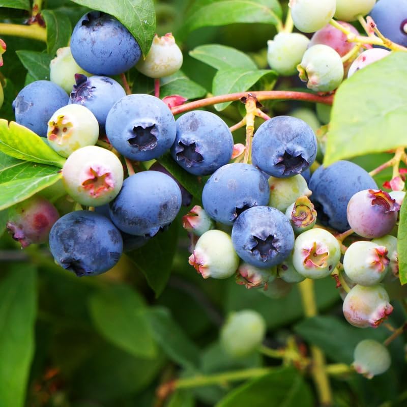2 Biloxi Blueberry Plants Live, Sweet Berry Shrub, 5-12" Tall - Image 5