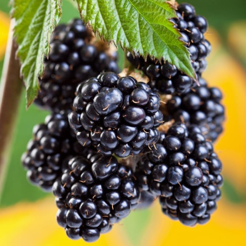 2 Easy Planting BlackBerry Plants Live for Planting, High Yielding, Sweet Juicy Berries for Your Garden, 4-6" in Tall, Cold Hardy, Dormant in Winter, No Pot - Image 3