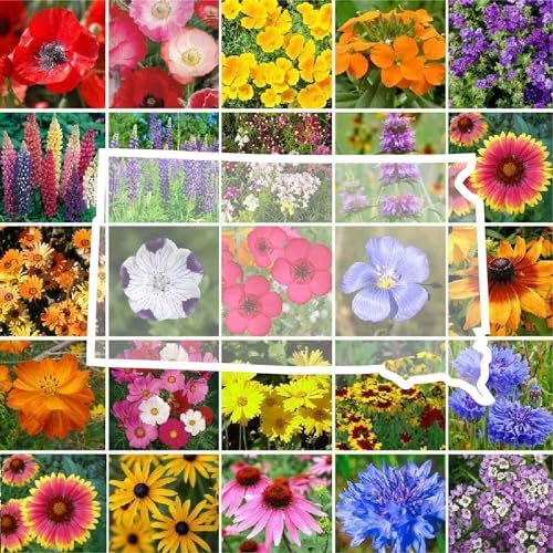Eden Brothers South Dakota Wildflower Mixed Seeds for Planting, 1/4 lb by EdenBrothers