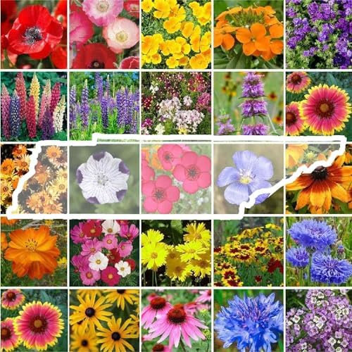 Eden Brothers Tennessee Wildflower Mixed Seeds for Planting, 1 oz by EdenBrothers