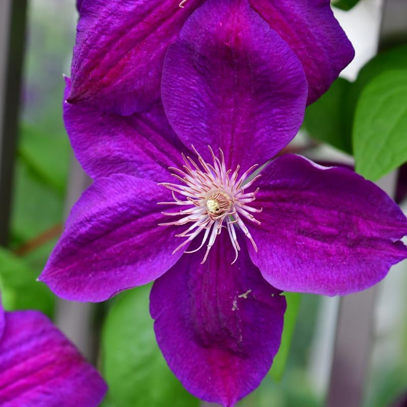 Dark Red Purple Clematis Vine Plant, Clematis Vine Plants Live in 2.5 Inch Pot - Image 5