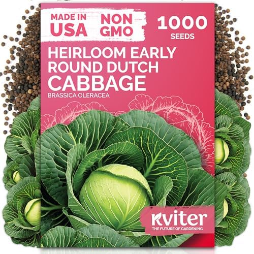 1000 Early Round Dutch Cabbage Heirloom Vegetable Seeds, Brassica Oleracea by KVITER