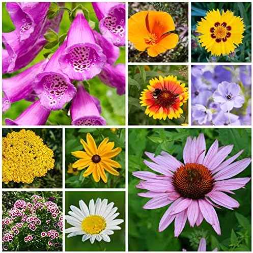 Mountain Valley Seed Co All Annual Wildflower Seed Mix 1 lb, 16,000 Seeds by MountainValleySeedCompany