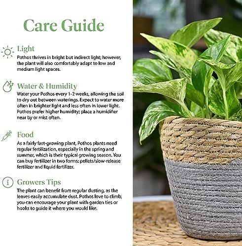 American Plant Exchange Golden Pothos – 6-Inch Pot – Live Easy Care Vining Houseplant, Air Purifying Indoor Plant for Home, Office, or Garden Decor - Image 5