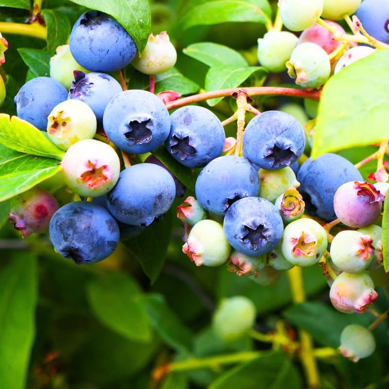 2 Blueray Blueberry Bushes Live Plants, Starter Fruit Plant, 5-12 Inch Tall - Image 5
