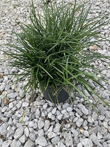 Mondo Liriope Grass Plant, Live Ornamental Ground Cover, 1 Gallon Container - Image 3