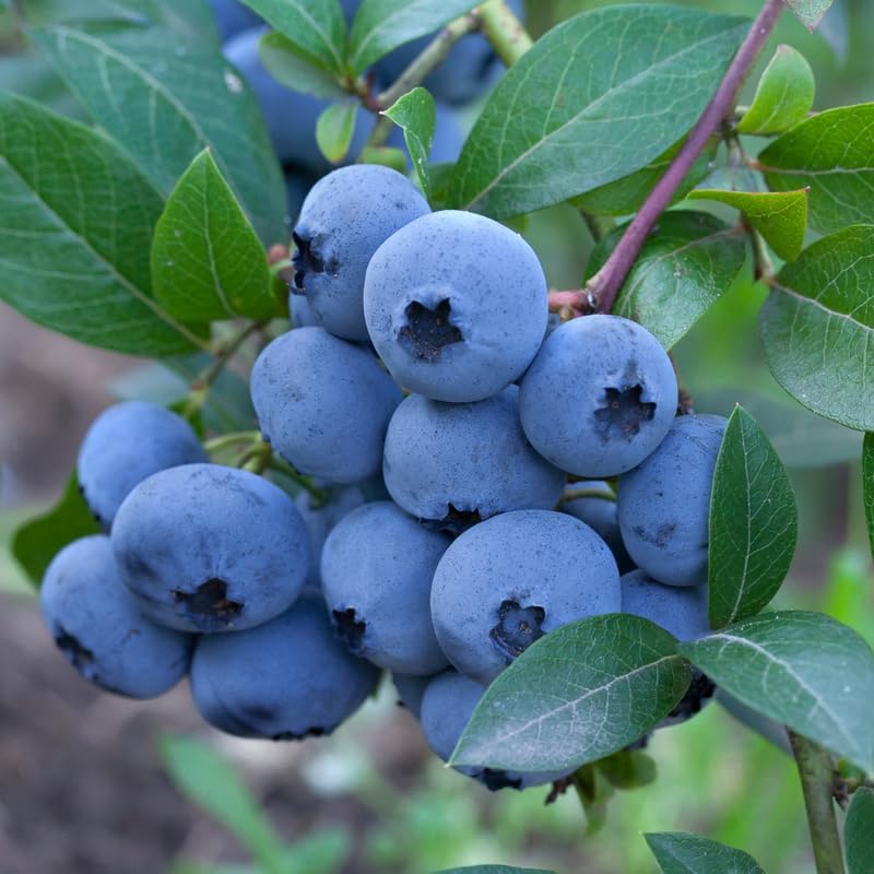 2 Misty Blueberry Plants Live, Sweet Berry Shrub, 5-12" Tall - Image 5
