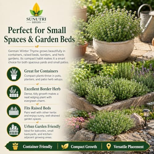 German Winter Thyme Seeds for Planting – Cold Hardy Perennial Herb Seeds, Non-GMO Heirloom Culinary Thyme for Gardens, Containers, Raised Beds & Kitchen Herbs, Great Fresh or Dried - Image 5