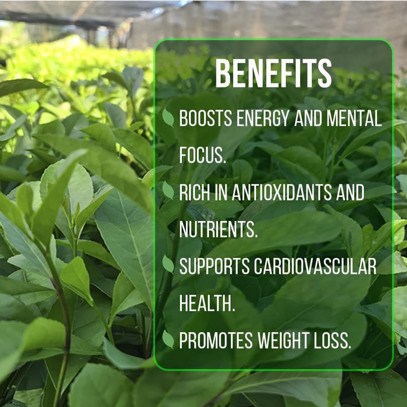 Yerba Mate Tea Plant (4 Pack) | Real Live Plant for Sale | Perfect for Tea Lovers | Hardy and Easy to Grow for Planting | Grow Organic Tea Leaves at Home | Great for Indoor or Outdoor Gardens - Image 6