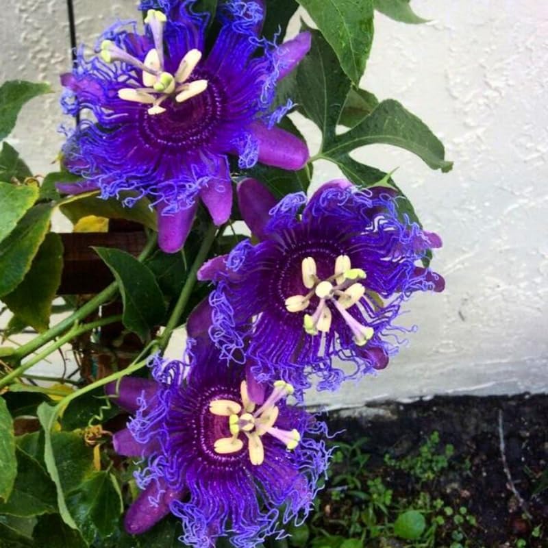 2 Deep Purple Passion Flower Live Plants, Passiflora Vine to Grow 5-7" Tall - Image 6