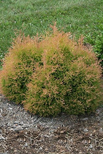 Live Plant from Green Promise Farms - Thuja occidentalis, Fire Chief Globe Arborvitae #2 Gallon Size Container Evergreen - Image 2