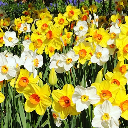 100 Narcissus Daffodil Mix Flower Bulb Box with Easy Carry Handle - White & Yellow Colors - Weeks of Easy to Grow Flowers - Plant in Gardens, Containers & Flowerbeds - Planting Instructions Included - Image 4