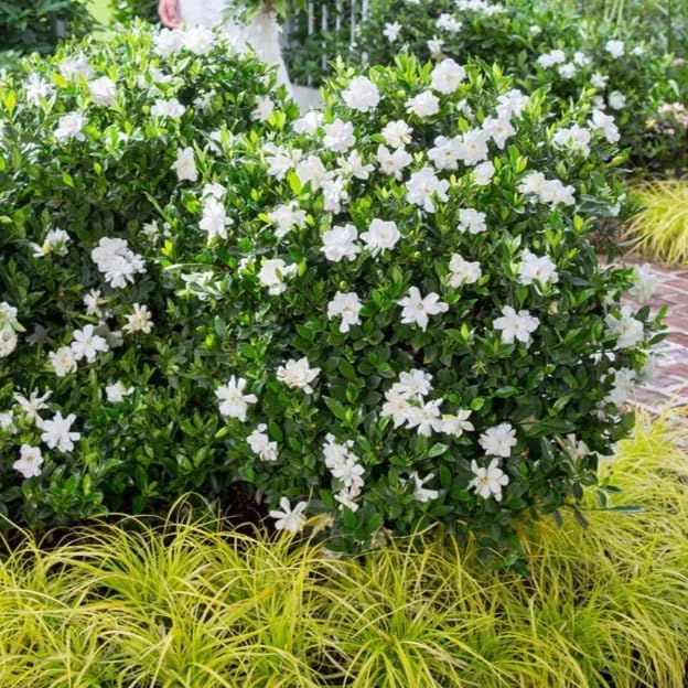 Daisy Ship Gardenia Mystery Aromatic - 2 x 2 inch Cups - Image 6