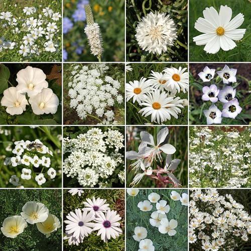 Ferry-Morse White Bulk Wildflower Seeds, 290,000+, 1 lb - Image 2