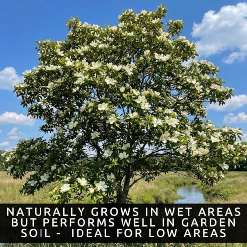 Sweetbay Magnolia Live Plants – Magnolia virginiana Fragrant Flowering Trees – Beautiful Creamy White Blooms – Hardy Ornamental Landscape Trees (5 Trees) - Image 2