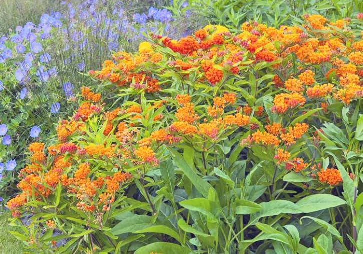 Butterfly Milkweed – Asclepias tuberosa – Live Plants – 2 Pack – 3 Inch Pots - Monarch Host Plant, Very Hardy - Image 6