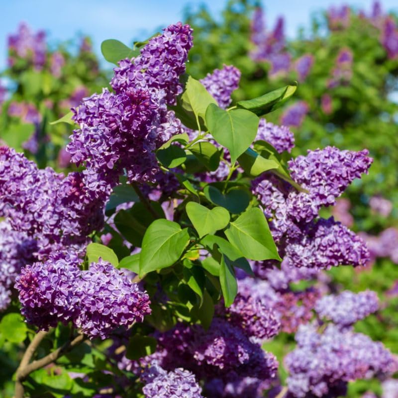 Purple Lilac Bush Live Plant, Hardy Fragrant Flower Shrub, 14-20 Inch Tall - Image 6