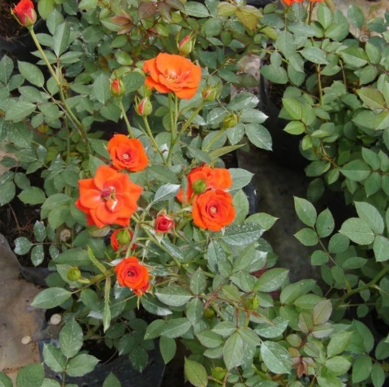 Miniature Roses Live Plants Mini Roses Bush Fragrant Flowers Shrub in Pot (Orange Rose Flowers) - Image 2