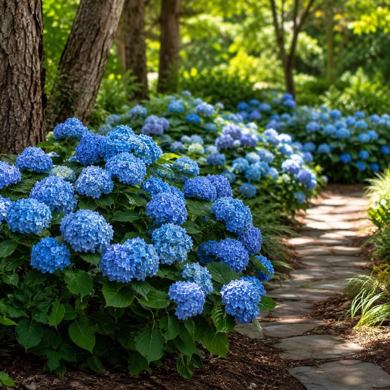 2 Nikko Blue Hydrangea Tree Live Plant, 2.5" Pot, Eye Catching Hydrangea Plant Live, Cold Hardy Perennial Flowering Shrub, for Gardens & Yard Borders - Image 5