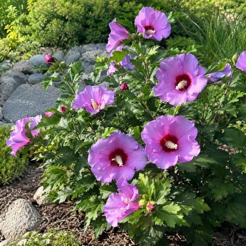 Purple Althea Live Plants - Rose of Sharon, 8-12" Tall Quart Pot Flowering Trees, Hibiscus Shrubs for Outdoor Planting, Landscaping & Garden Bed - Image 3