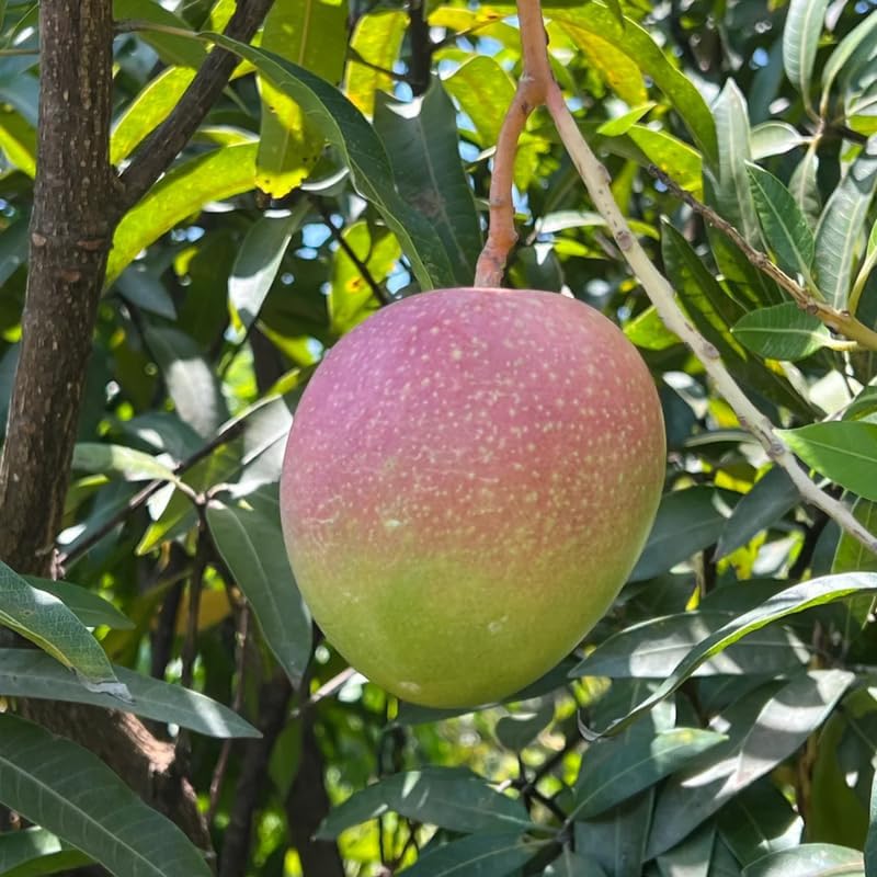 Very Sweet Mango Tree Live Plant, Tropical Fruit, 3 Gallon Pot - Image 7