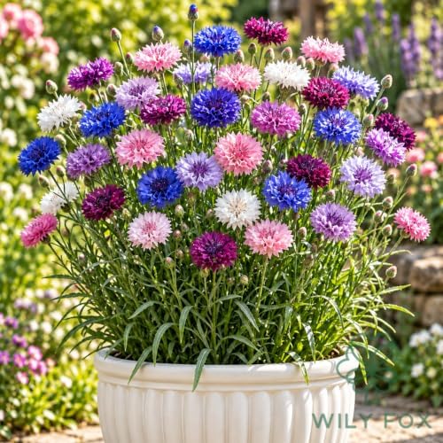 Cornflower Mix Seeds for Planting, Centaurea cyanus, Heirloom Non-GMO Bachelor’s Button Flower Seeds, High Germination Mixed Color Annual Wildflower for Cutting Gardens and Borders, 900 Count - Image 6