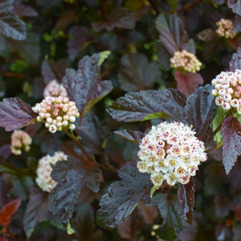 2 Live Ninebark Shrub Plant, 12-18" Tall in 2.5 Inch Pot, Easy to Grow, Resilient Flowering Foliage for Garden Rows and Landscapes - Image 6