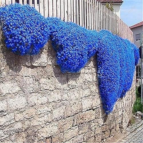 30000+ Creeping Thyme Seeds for Planting Perennial Thyme Seed Heirloom Flowers Non-GMO Ground Cover Plants for Garden Outdoor - Image 6