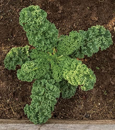 Burpee Prizm Hybrid Kale Seeds 50 seeds - Image 3