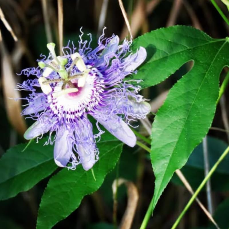 2 Purple Passion Flower Live Plants, Passiflora Vine to Grow 5-7" Tall - Image 5
