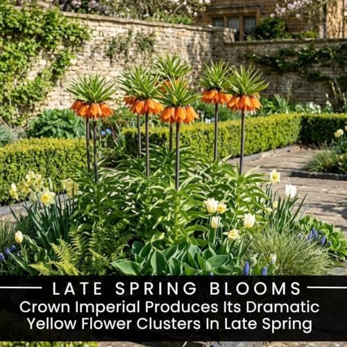 10 Orange Crown Imperial Fritillaria Bulbs – Tall Bell-Shaped Spring Flower - Image 5