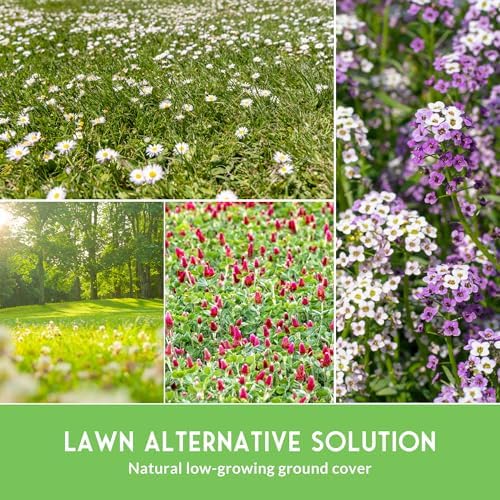 Flowering Ground Cover Seeds for Planting – 5 Variety Collection - Image 5
