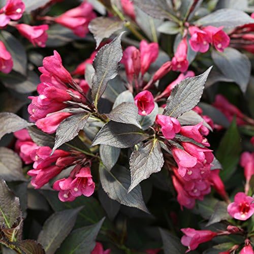 Proven Winners - Weigela Florida Spilled Wine (Weigela) Shrub, Pink Flowers, #3 - Size Container - Image 2