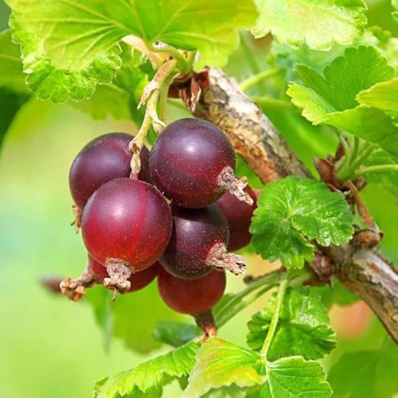 Jeanne Gooseberry Plant Live, Home Garden Berry Bush, 5-9 Inch Tall by HILROQG