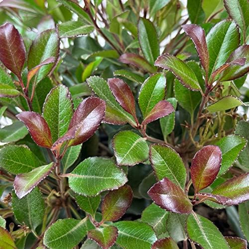 Monrovia Snowcap Indian Hawthorn, Live Evergreen Flowering Shrub, 3 Gallon - Image 5